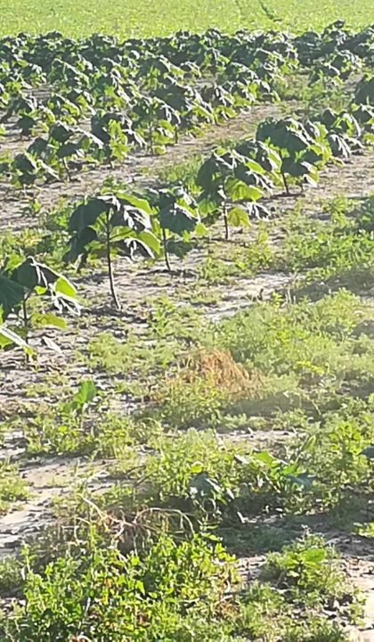 420176162_407068288650186_5802541990815325085_n